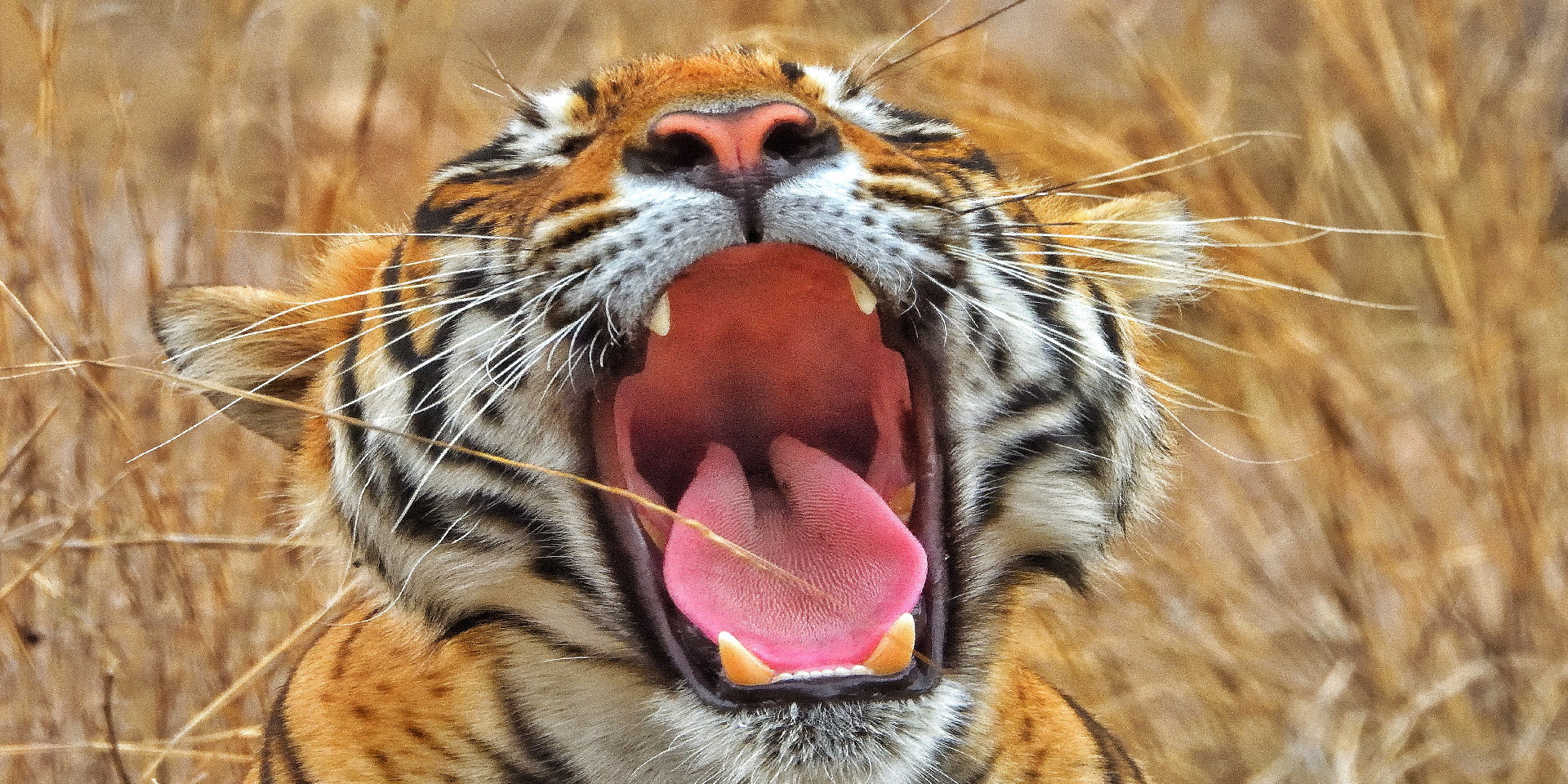 travelwith-ranthamabore-tiger-yawning