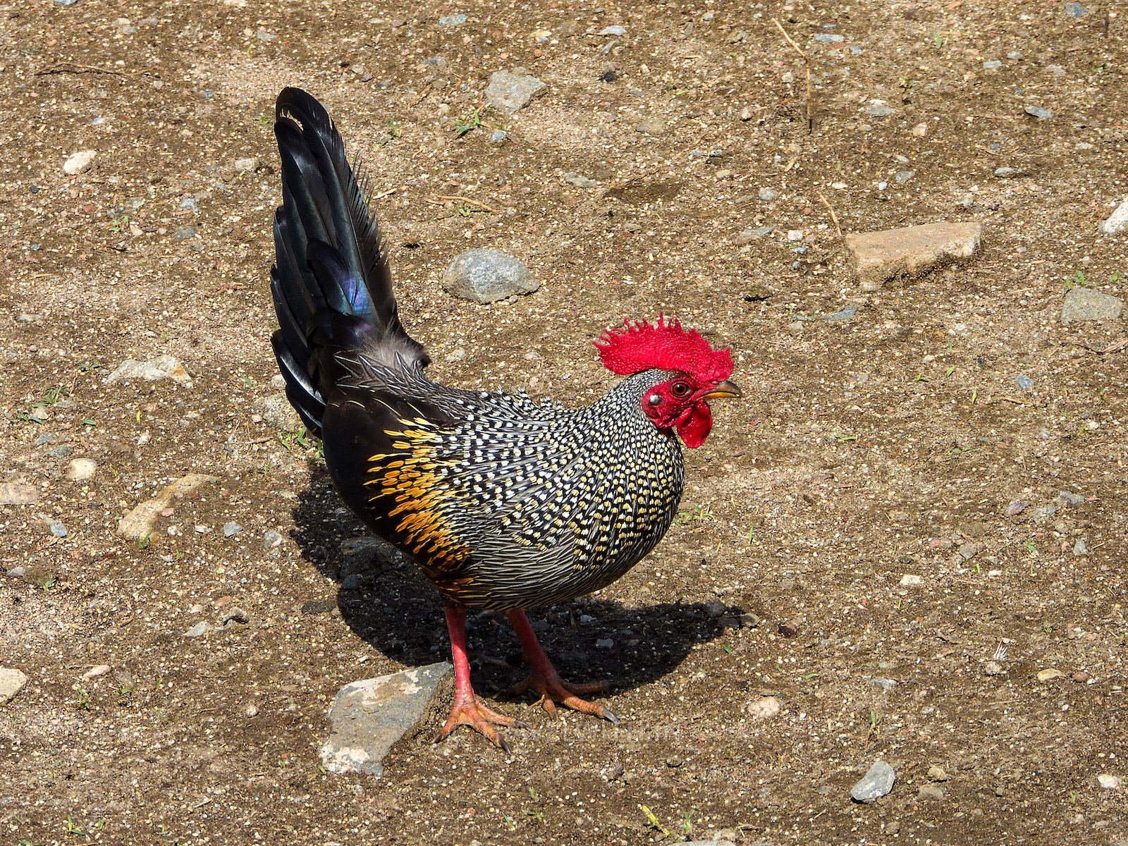 grey-jungle-fowl-kumbhalgarh-wildlife-sanctuary-rajasthan-travelwith